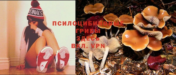 сатива Алзамай